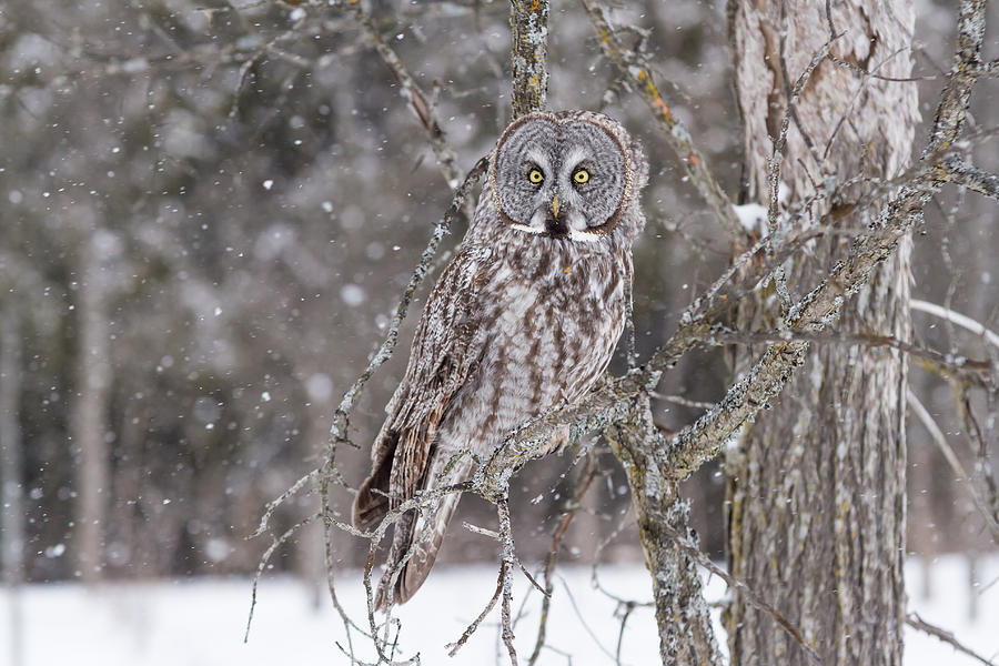 Great Grey Owl #15 Photograph by Josef Pittner