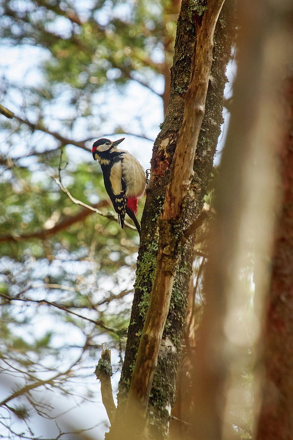 Great spotted woodpecker #15 Photograph by Jouko Lehto