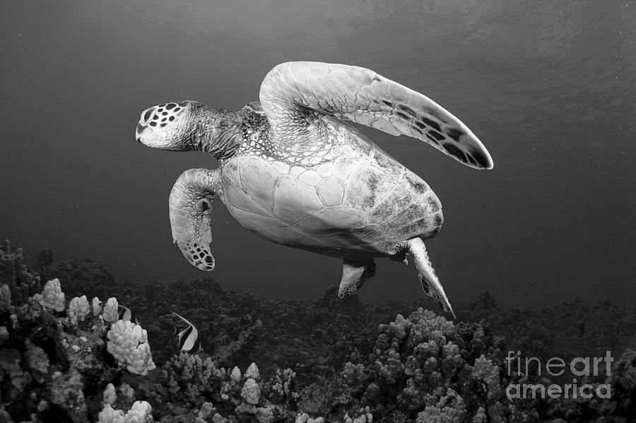 Green Sea Turtle #15 Photograph by Dave Fleetham - Printscapes