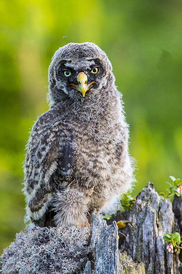 Owl Photograph - Grey Owl #15 by Borje Olsson