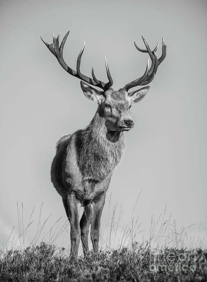 Highland Stag #15 Photograph by Keith Thorburn LRPS EFIAP CPAGB