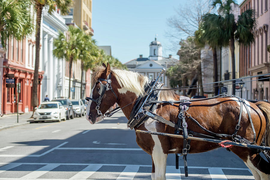 Historic Charleston South Carolina Downtown Scenery #15 Photograph by Alex Grichenko