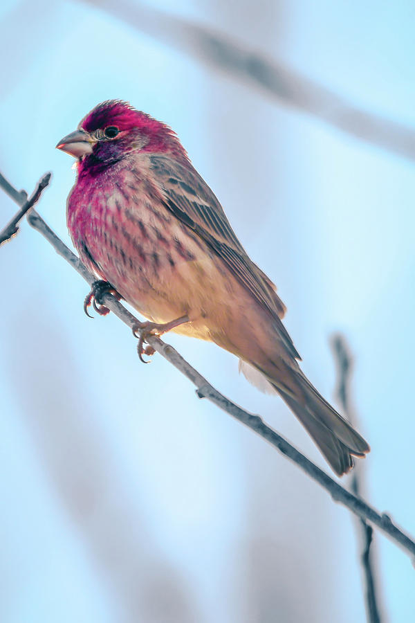 House Finch Tiny Bird Perched On A Tree #15 Photograph by Alex Grichenko