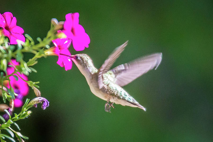 Hummingbird Found In Wild Nature On Sunny Day #15 Photograph by Alex Grichenko