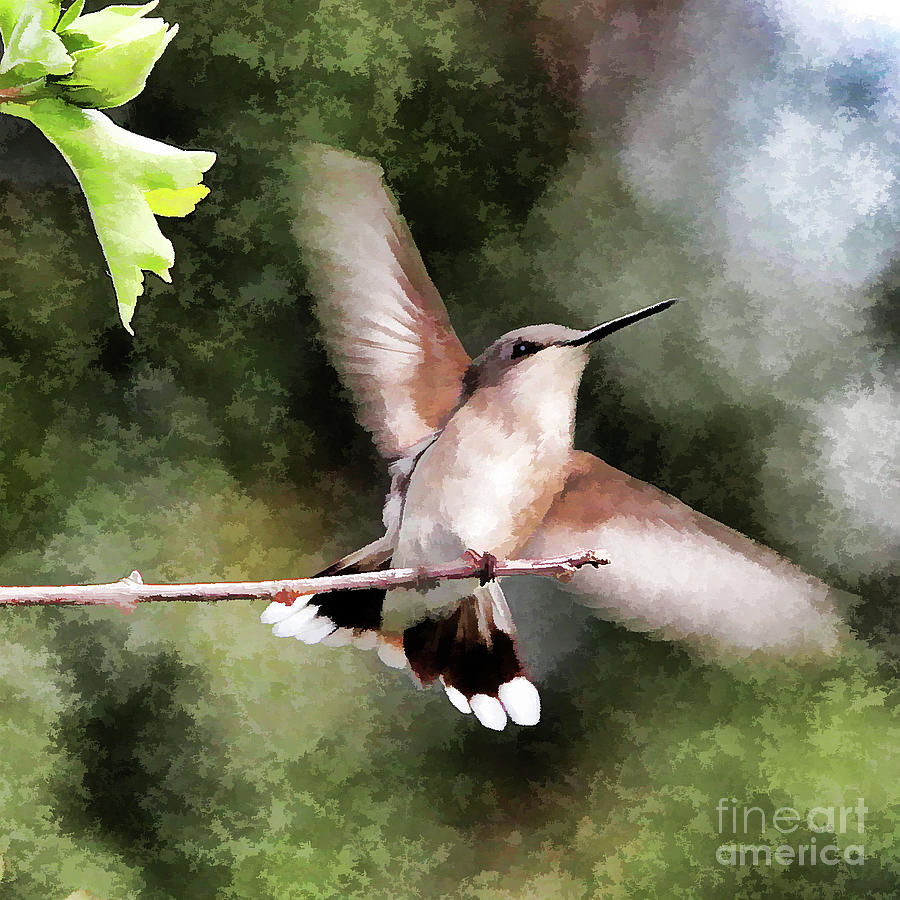 Hummingbird #15 Photograph by John Freidenberg