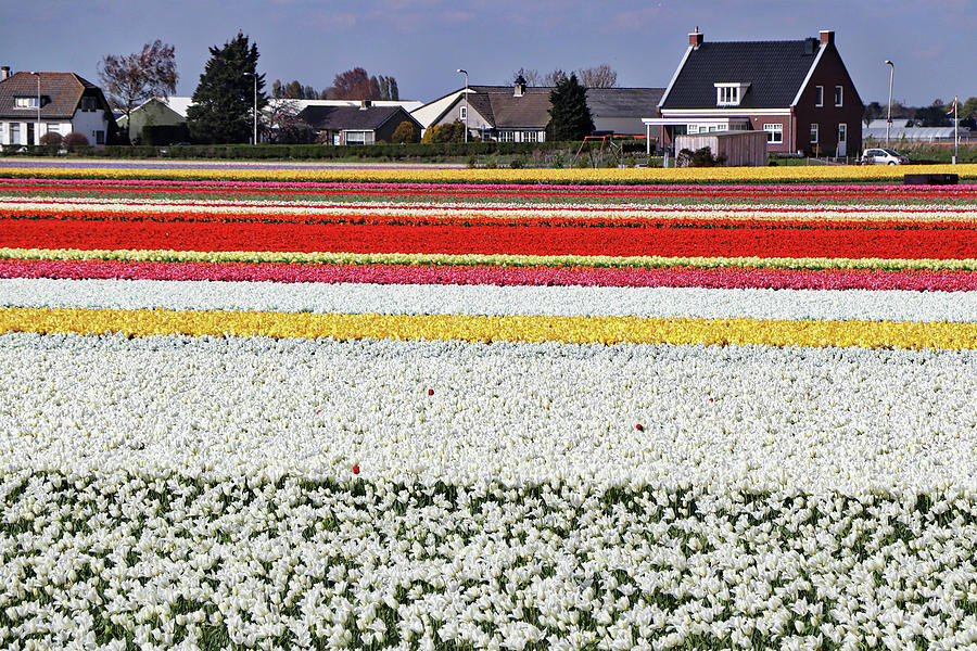 Keukenhof Lisse Tulips Holland Netherlands #15 Photograph by Paul James Bannerman