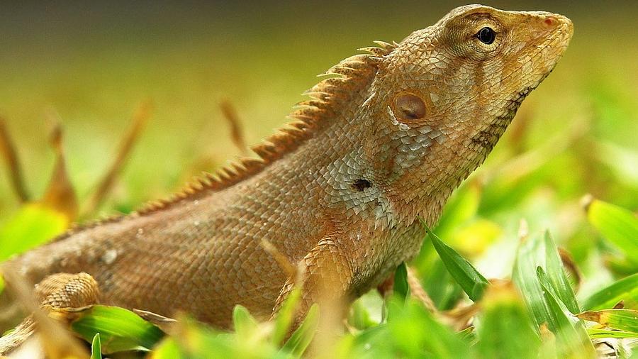 Wildlife Photograph - Lizard #15 by Jackie Russo
