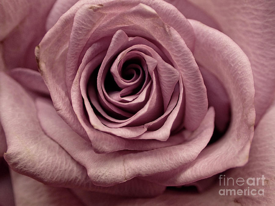 Macro Rose #15 Photograph by Royal Photography