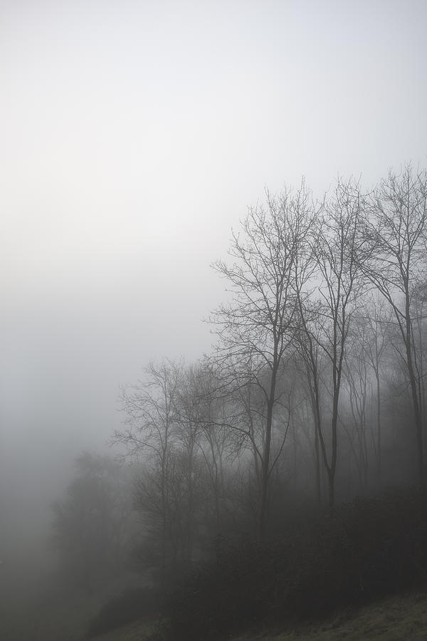 Moody dramatic foggy forest landscape Spring Autumn Fall Photograph by ...