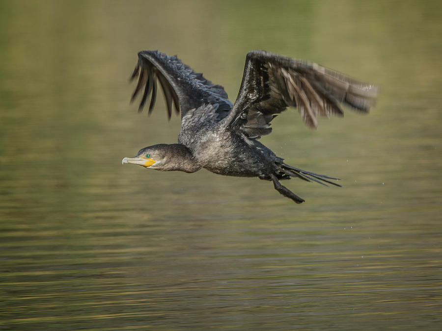 Neotropic Cormorant #15 Photograph by Tam Ryan