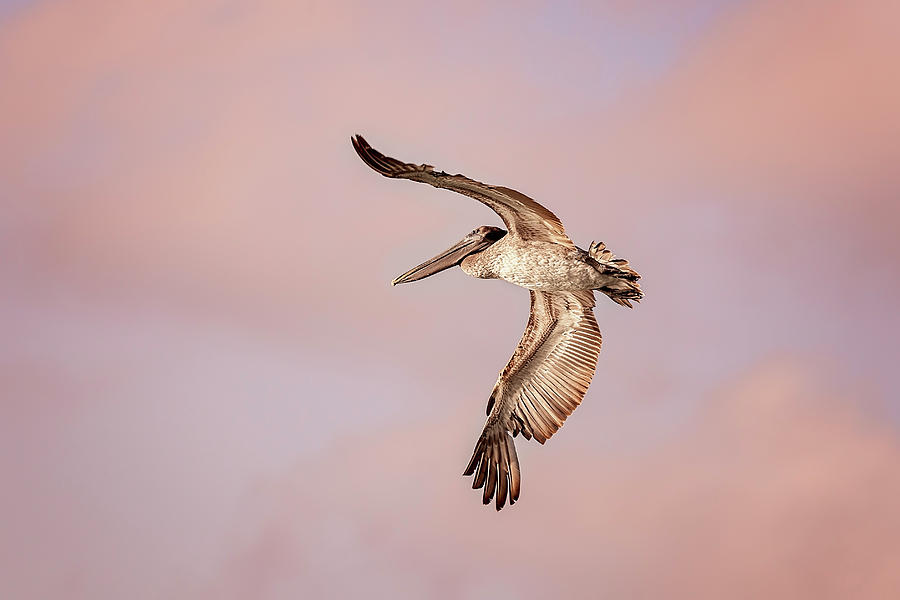 Pelican #15 Photograph by Peter Lakomy