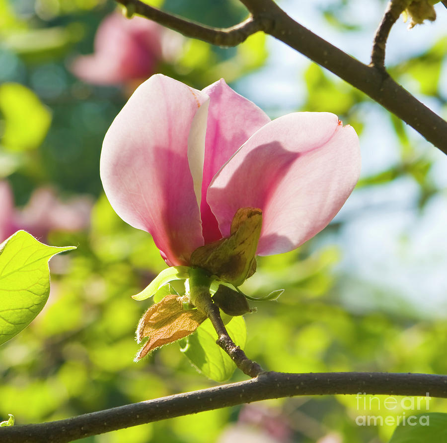 Pink magnolia #15 Photograph by Irina Afonskaya