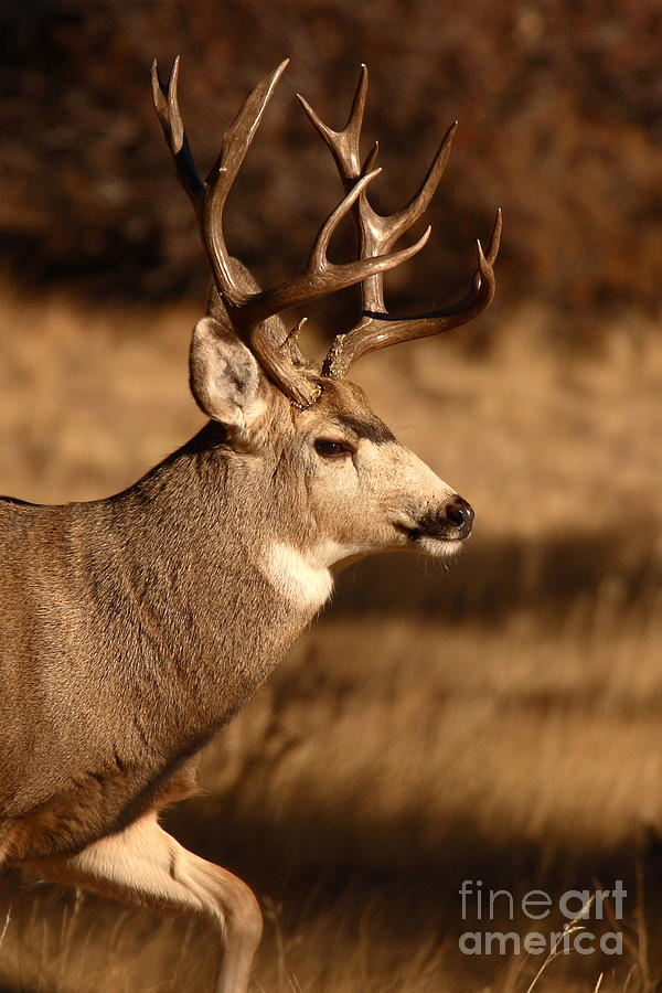 15-point Mule Deer Stepping Along Photograph by Max Allen