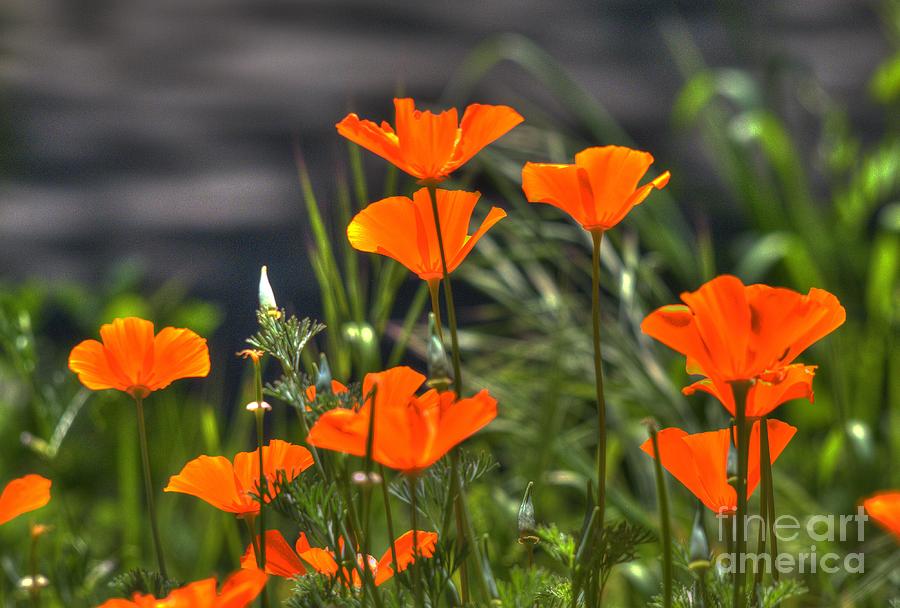 Poppies #15 Photograph by Marc Bittan