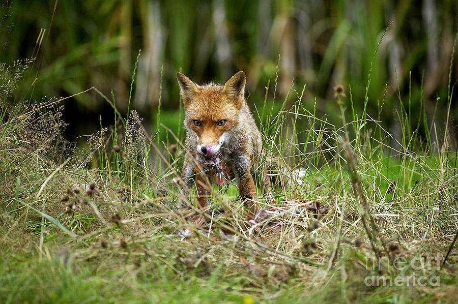 Red Fox Vulpes Vulpes #15 Photograph by Gerard Lacz