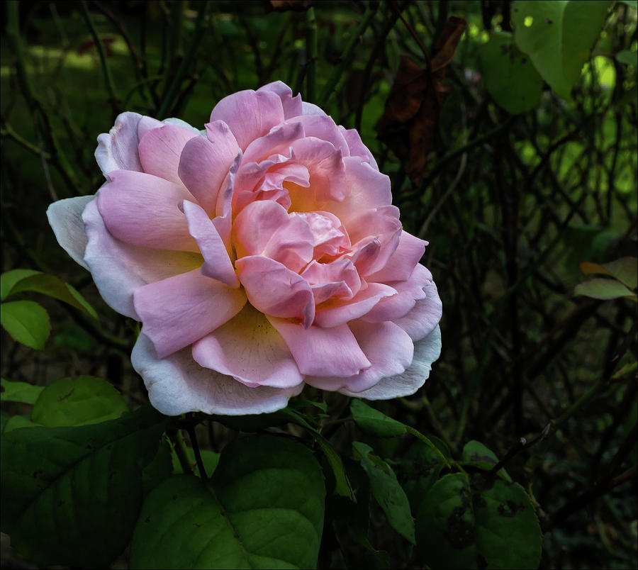 Rose #15 Photograph by Robert Ullmann