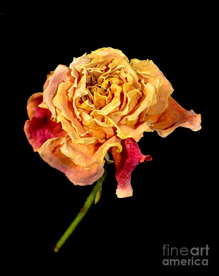 Rose #15 Photograph by Sylvie Leandre