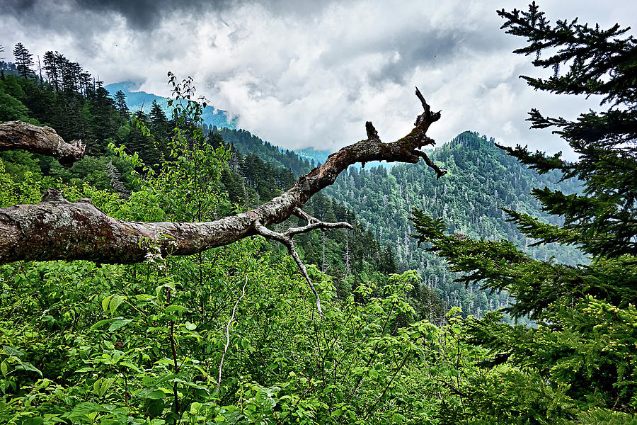 Scenes Along Appalachian Trail In Great Smoky Mountains #15 Photograph by Alex Grichenko