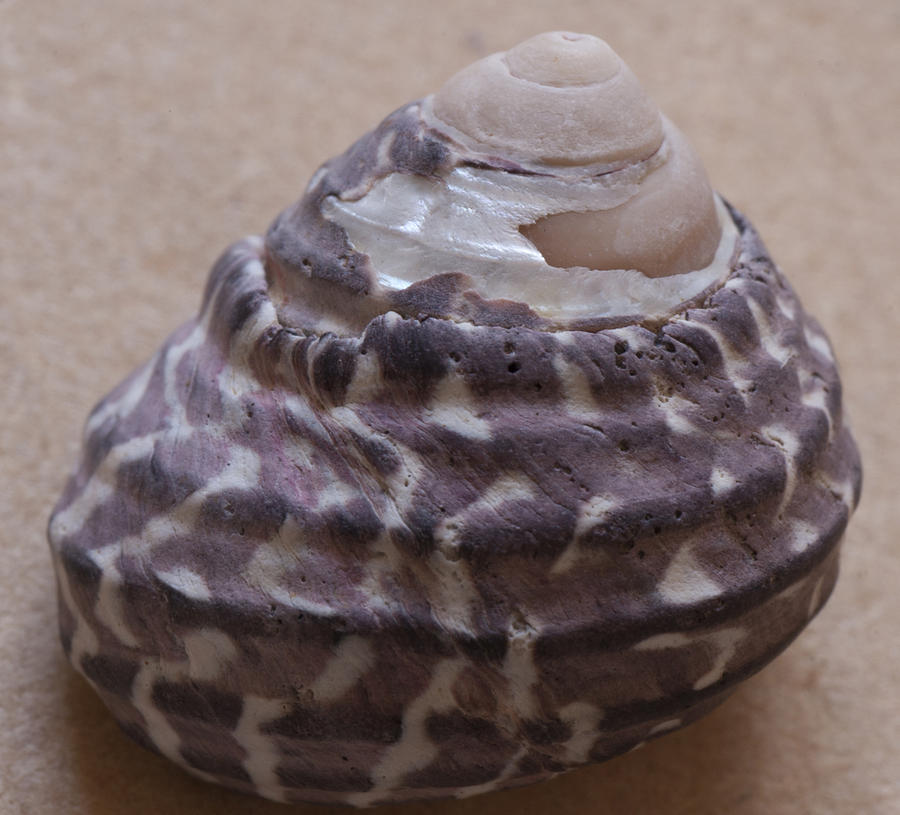 Sea shell #15 Photograph by Masami Iida