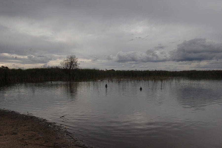 Seaford wetlands #15 Photograph by Masami Iida
