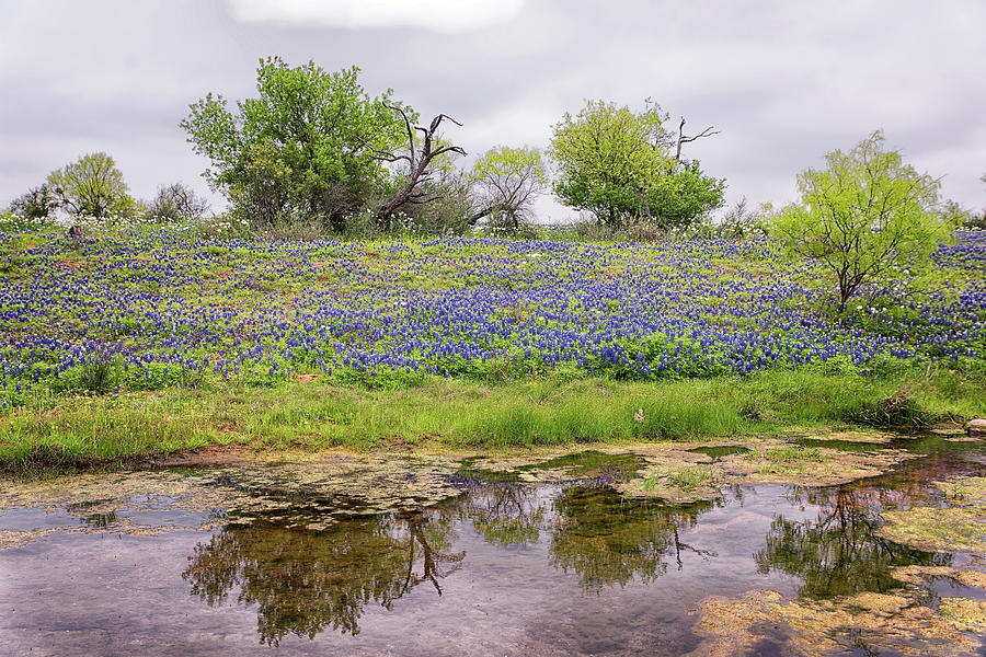 Texas Bluebonnets 7 Photograph by Victor Culpepper