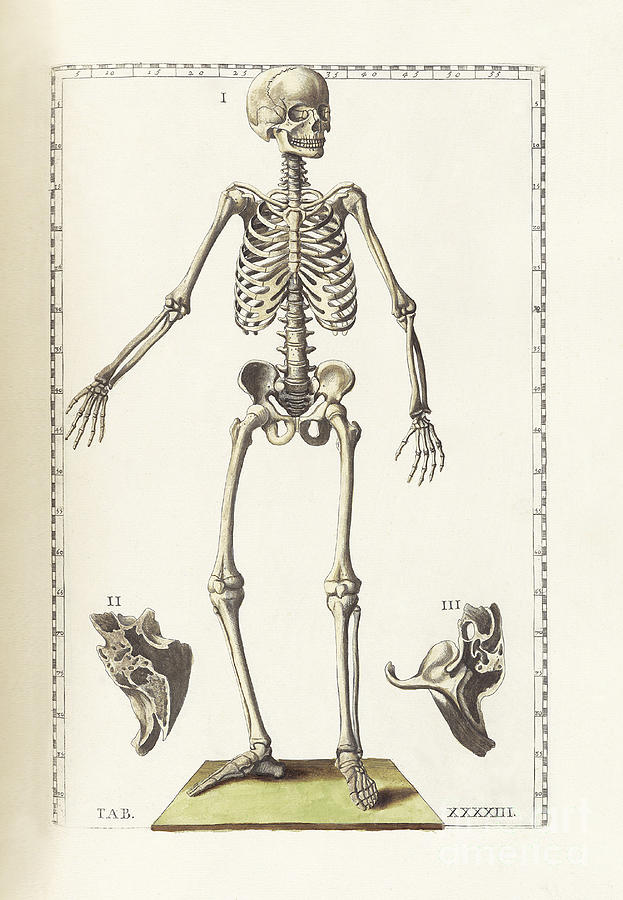 The Science Of Human Anatomy Digital Art by National Library of ...