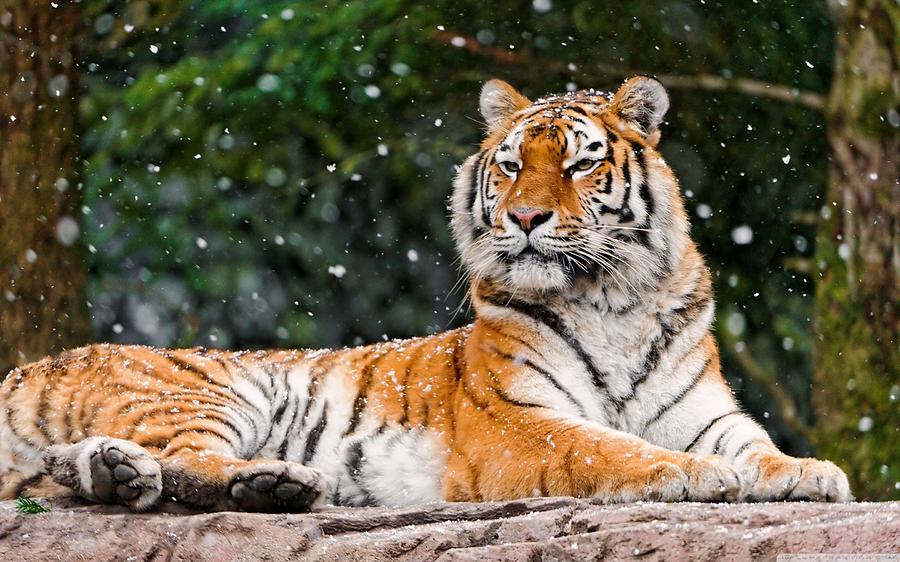 Wildlife Digital Art - Tiger #15 by Super Lovely