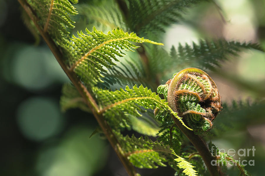 Spring Photograph - Unravelling fern frond closeup, one of New Zealand symbols. #15 by Mariusz Prusaczyk