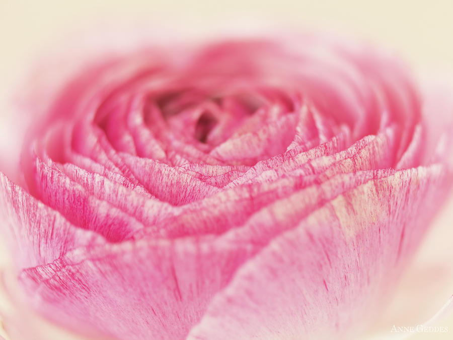 Pink Ranunculus Photograph by Anne Geddes