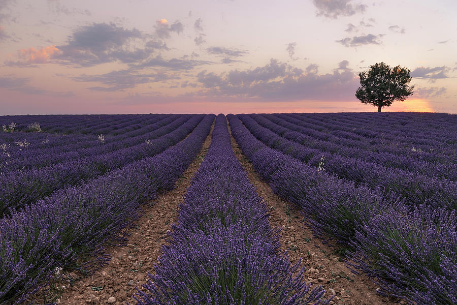Summer Photograph - Valensole - Provence, France #15 by Joana Kruse