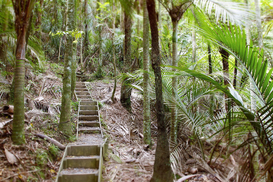 Jungle Photograph - Walking trail #15 by Les Cunliffe