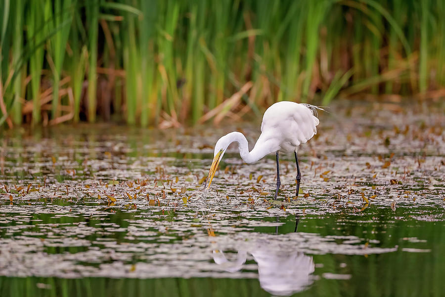 White, Great Egret #15 Photograph by Peter Lakomy