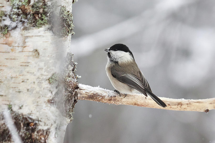 Willow Tit Profile Photograph