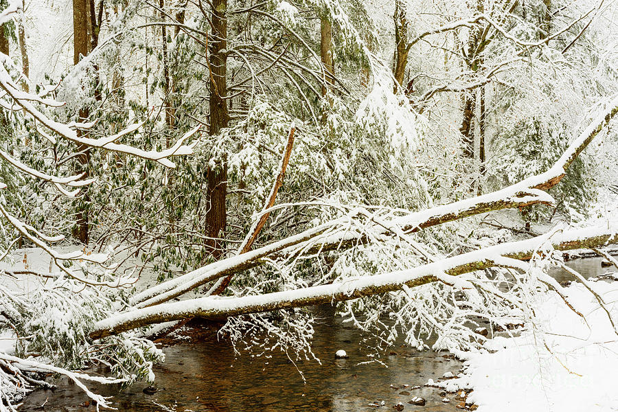 Winter along Cranberry River #15 Photograph by Thomas R Fletcher
