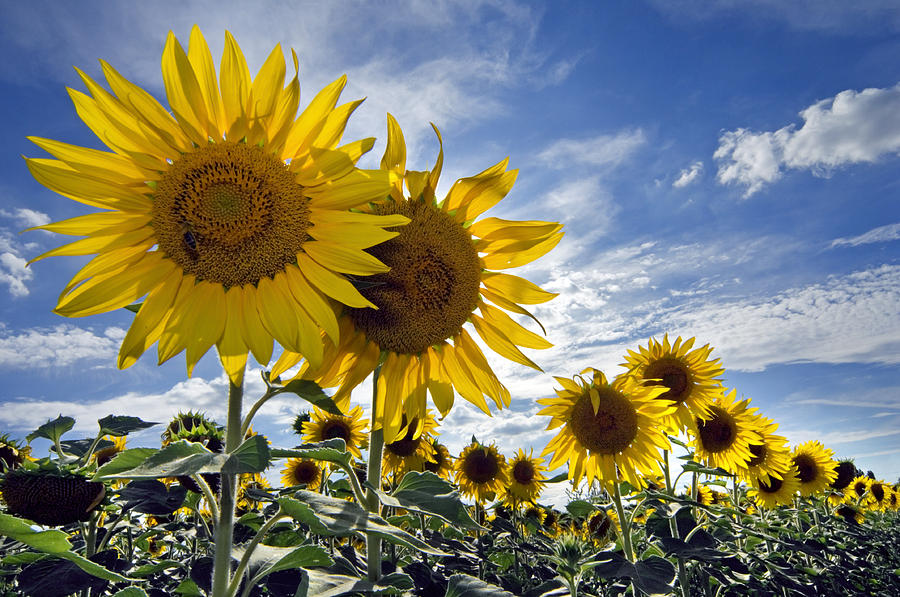 Sunflower Photograph - 150403p077 by Arterra Picture Library