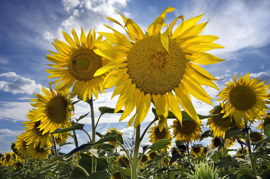 Sunflower Photograph - 150403p079 by Arterra Picture Library