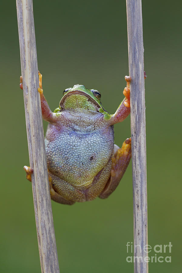 Frog Photograph - 150501p321 by Arterra Picture Library