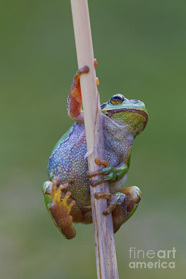 Frog Photograph - 150501p324 by Arterra Picture Library