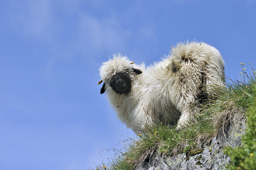 Valais Blacknose Sheep Photograph by Arterra Picture Library