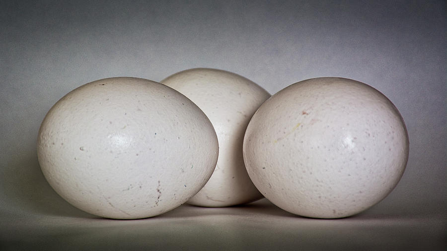 1509- Eggs Photograph
