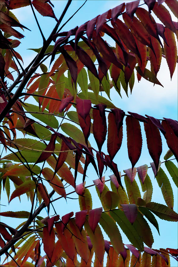 Fall Foliage #151 Photograph by Robert Ullmann