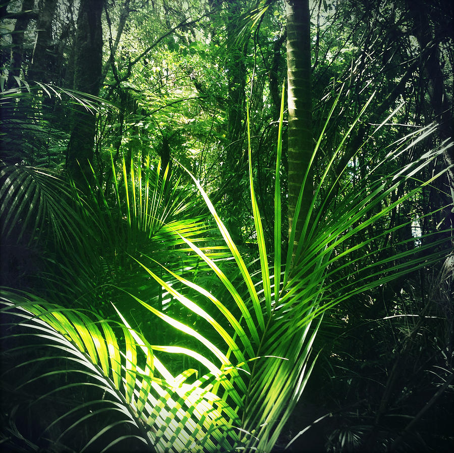 Jungle #151 Photograph by Les Cunliffe