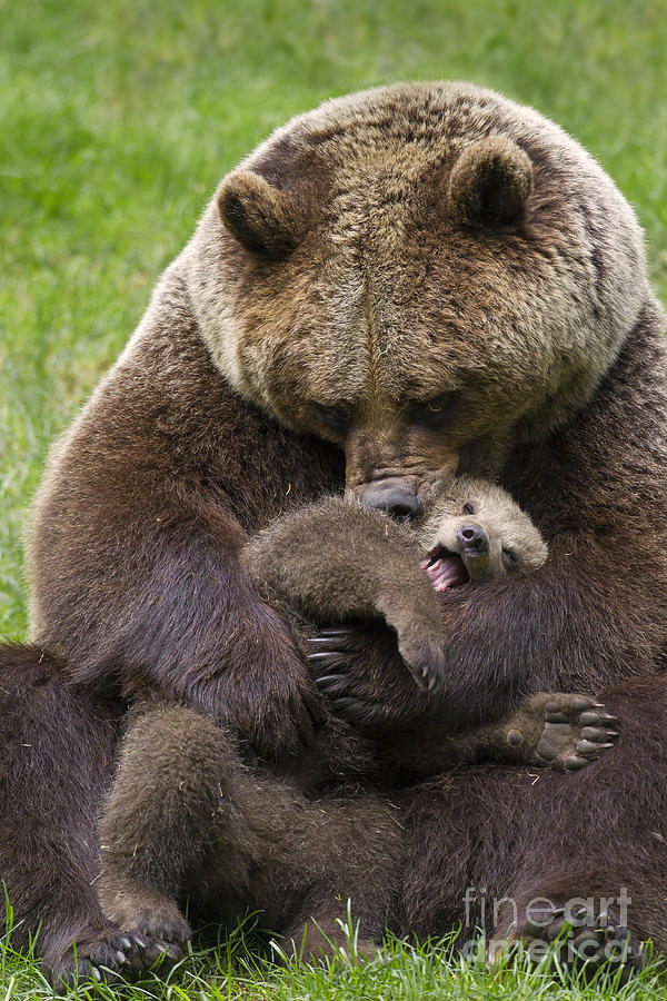Mother bear cuddling cub Photograph by Arterra Picture Library