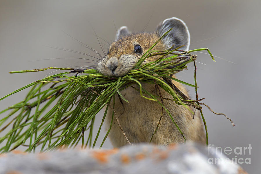 Pika with a mouthful  Photograph by Arterra Picture Library