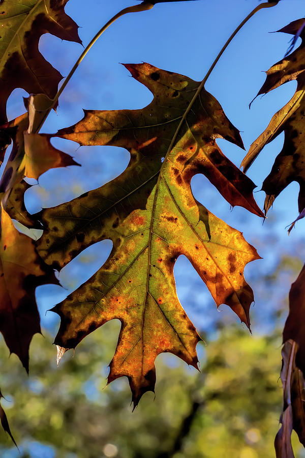 Fall Foliage #152 Photograph by Robert Ullmann