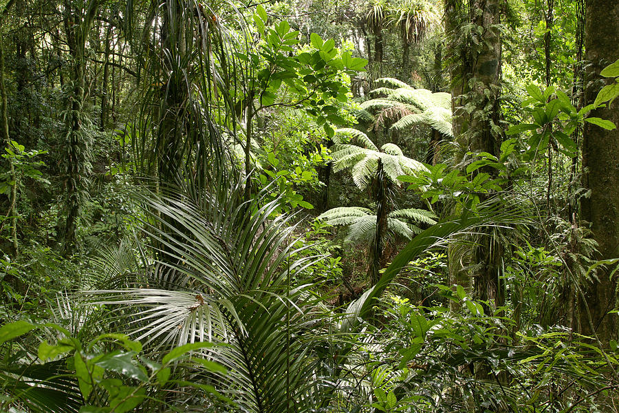 Jungle 70 Photograph by Les Cunliffe - Fine Art America