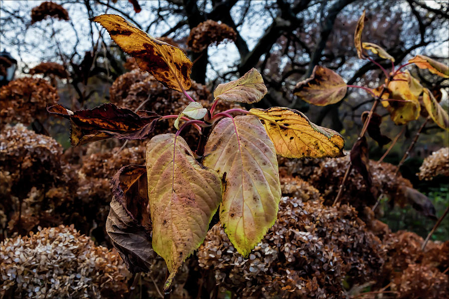 Fall Foliage #154 Photograph by Robert Ullmann
