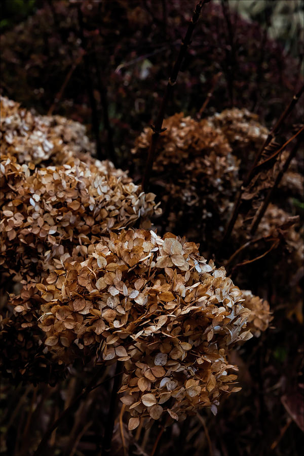 Fall Foliage #155 Photograph by Robert Ullmann