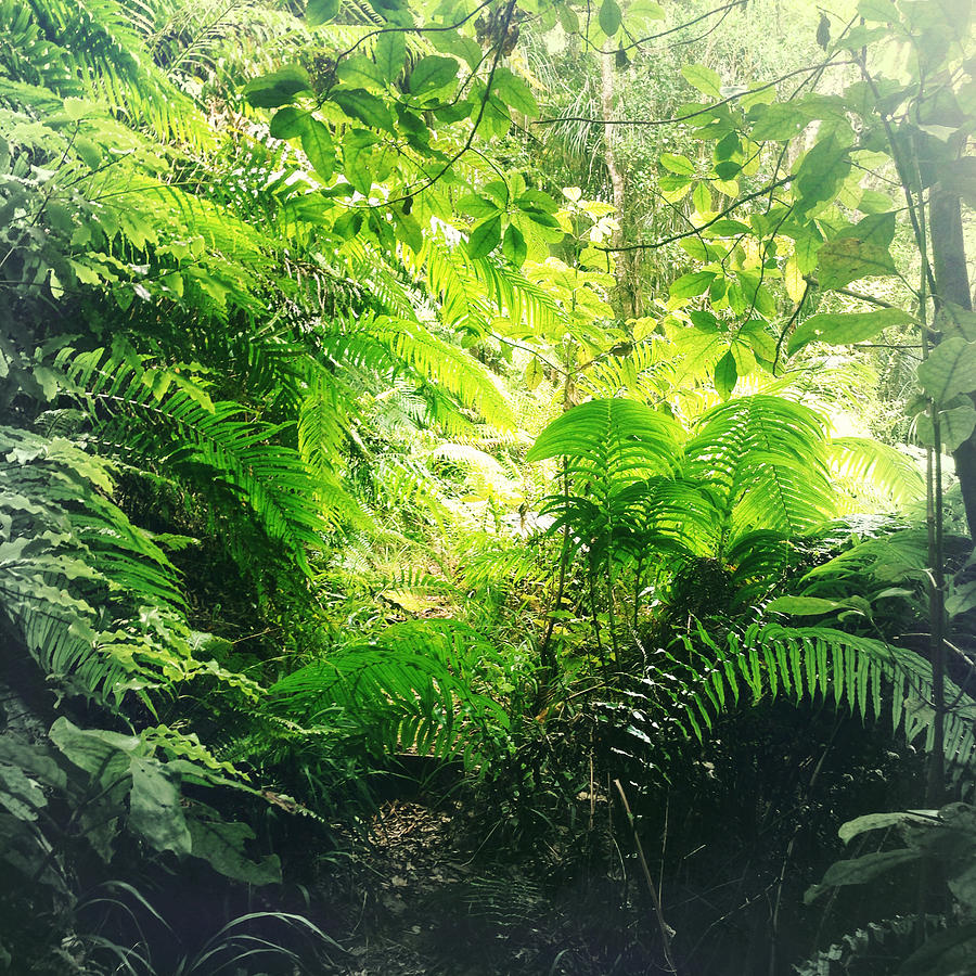 Nature Photograph - Jungle #155 by Les Cunliffe