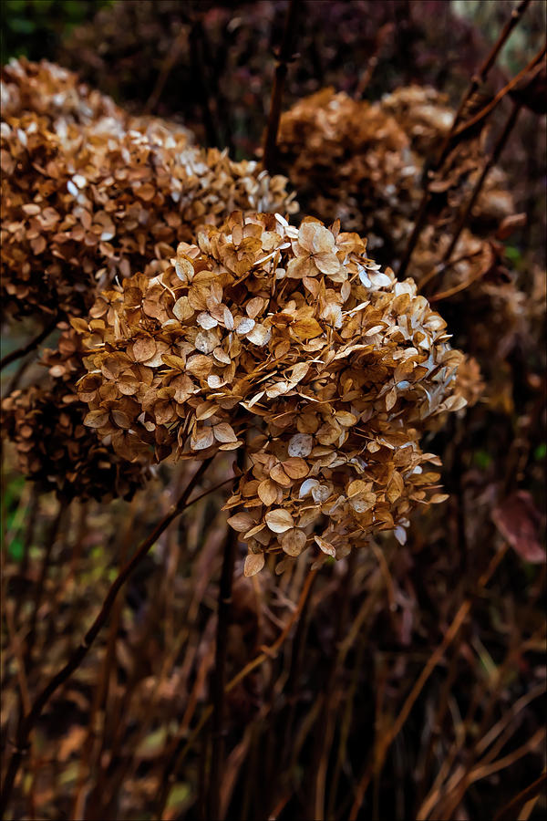 Fall Foliage #156 Photograph by Robert Ullmann